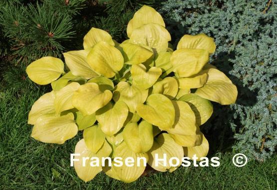 Hosta Vanilla Cream